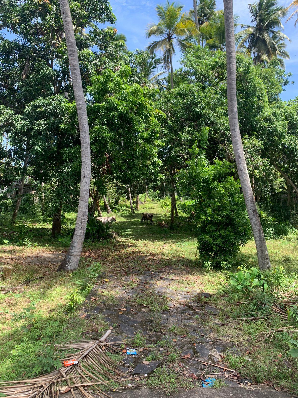 125 Perches Land for Sale in Panadura - Bolgoda River facing - 2 Mn per Perch
