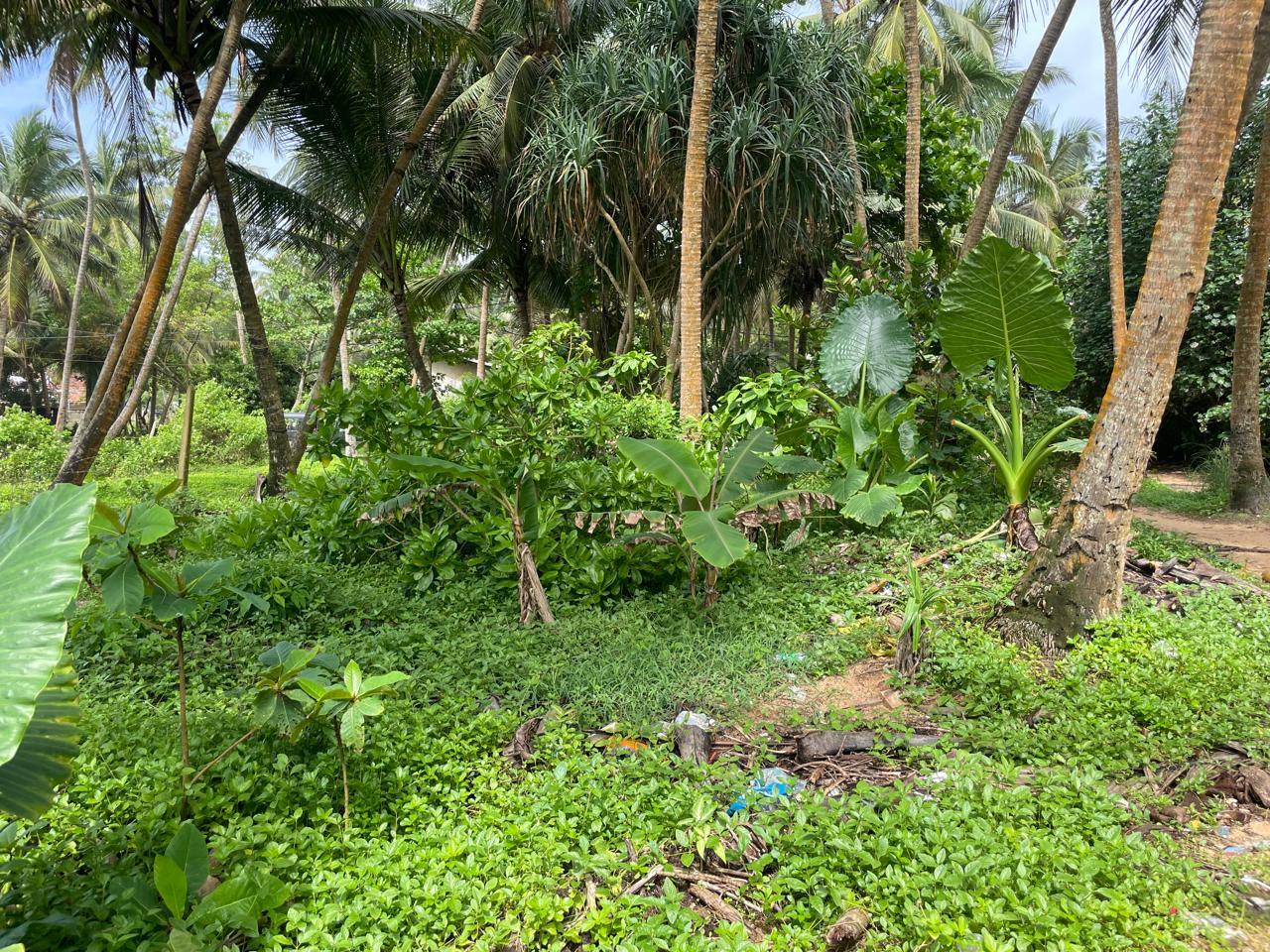 South Coast Bare Land for Sale – Ahangama-83 Perches- 1.2 Million Per Perch