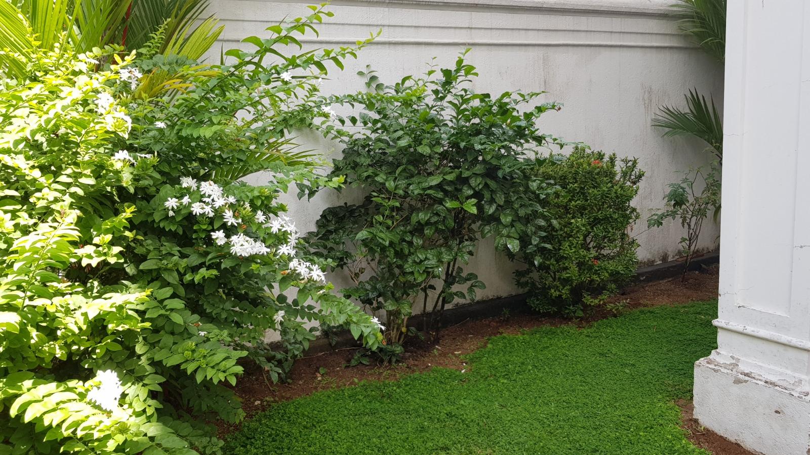 Furnished House For Rent - Colombo 05