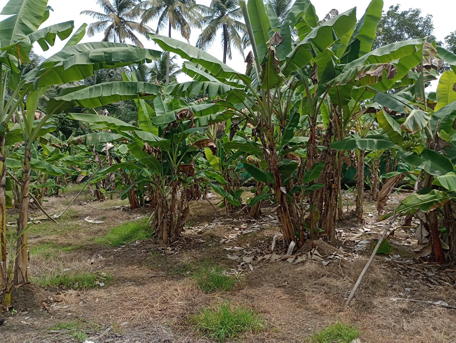 Colonial-Style House for Sale in Beruwala – 145 Perches | Rs. 110 Million