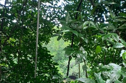 125 Perches Land for Sale in Panadura - Bolgoda River facing - 2 Mn per Perch