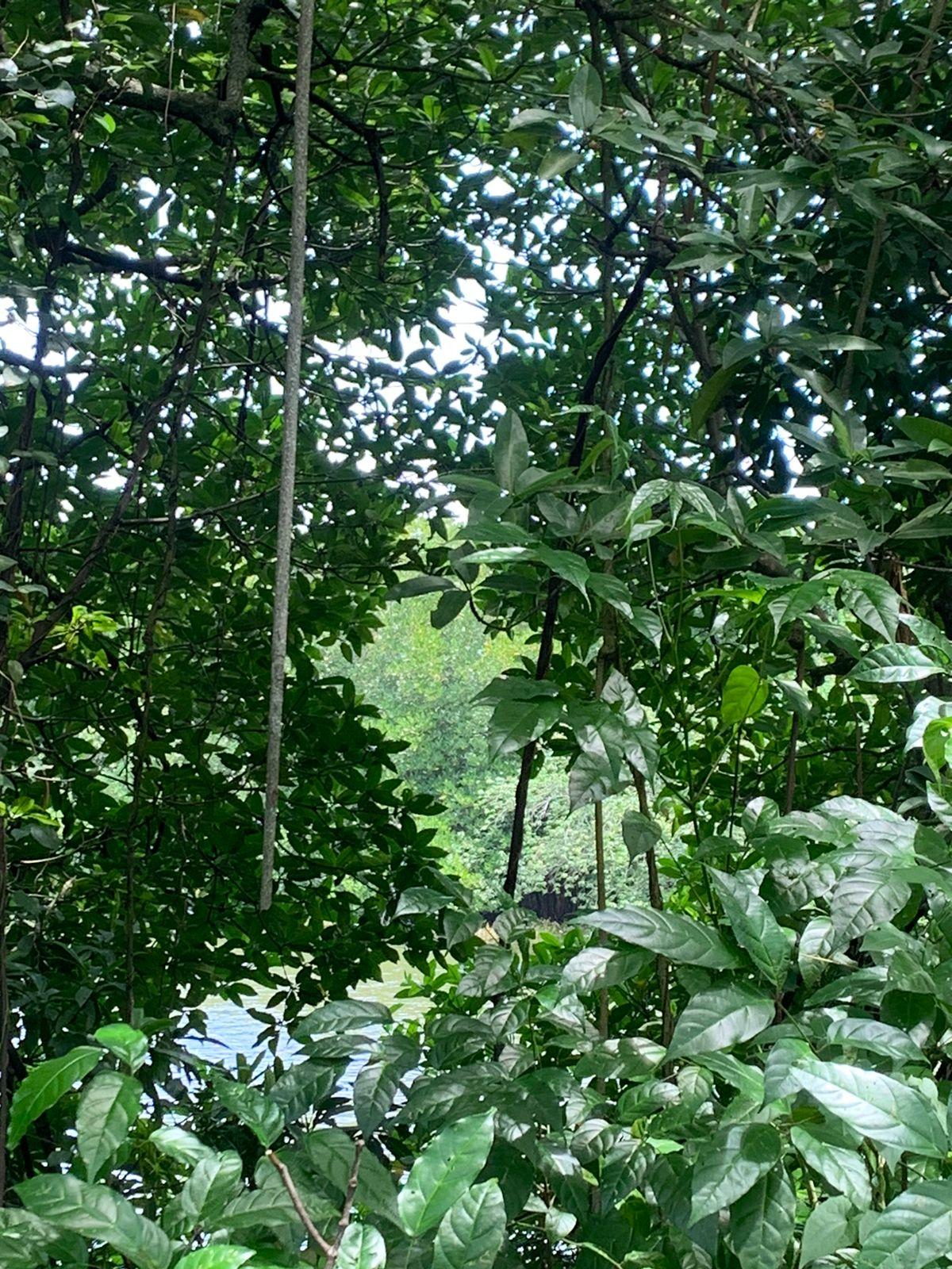 125 Perches Land for Sale in Panadura - Bolgoda River facing - 2 Mn per Perch