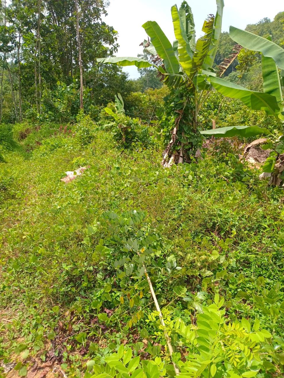 Prime Cultivated Land for Sale – Between Matugama & Agalawatte